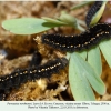 parnassius nordmanni larva4a